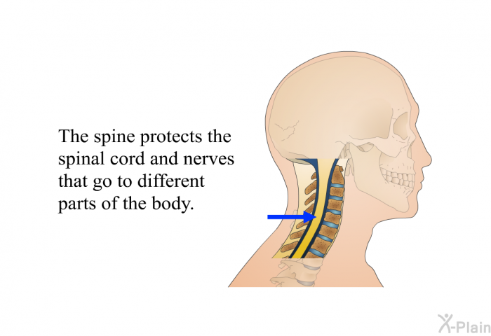 The spine protects the spinal cord and nerves that go to different parts of the body.