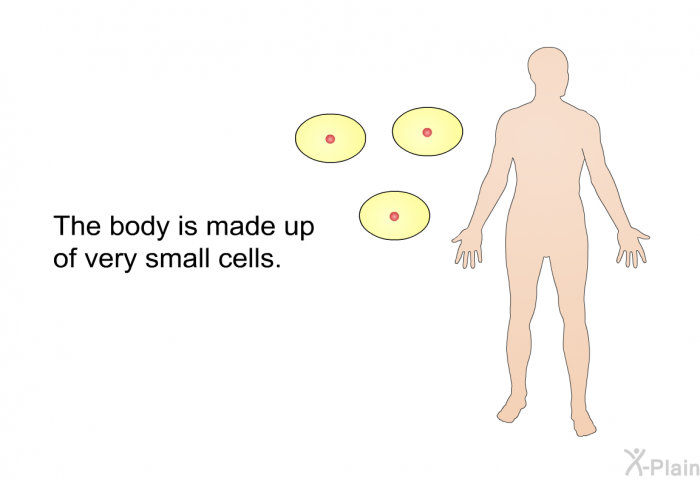 The body is made up of very small cells.