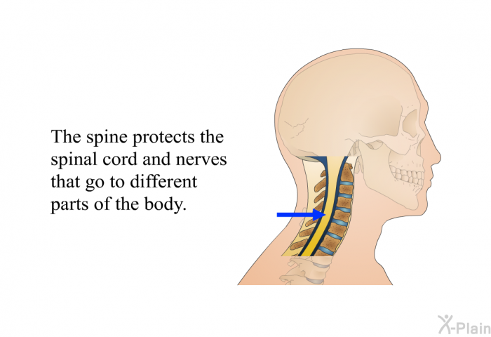 The spine protects the spinal cord and nerves that go to different parts of the body.