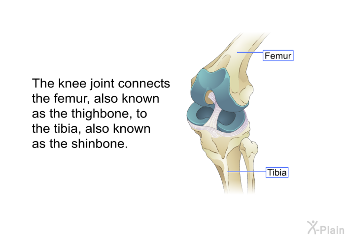 The knee joint connects the femur, also known as the thighbone, to the tibia, also known as the shinbone.