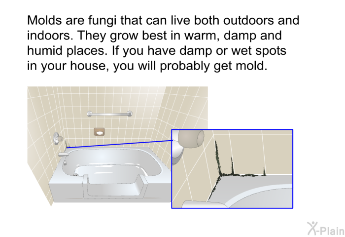 Molds are fungi that can live both outdoors and indoors. They grow best in warm, damp and humid places. If you have damp or wet spots in your house, you will probably get mold.