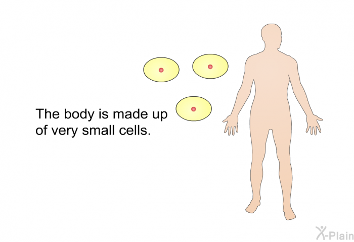 The body is made up of very small cells.