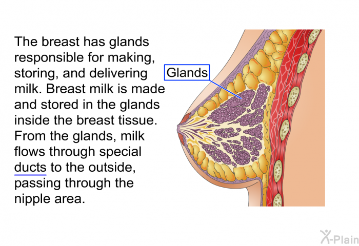 The breast has glands responsible for making, storing, and delivering milk. Breast milk is made and stored in the glands inside the breast tissue. From the glands, milk flows through special ducts to the outside, passing through the nipple area.