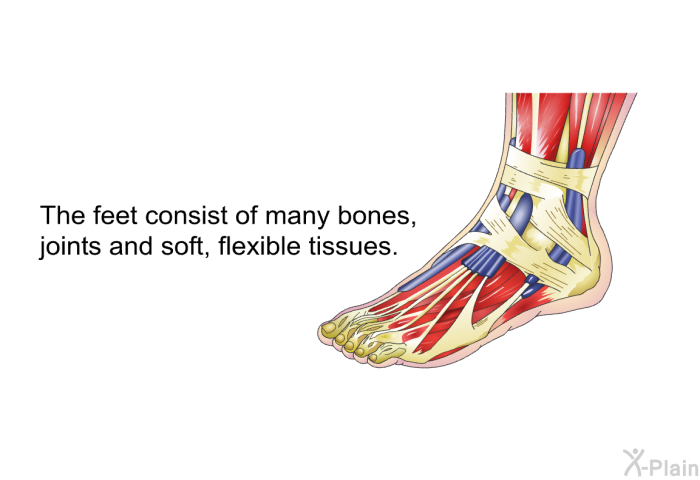 The feet consist of many bones, joints and soft, flexible tissues.