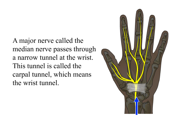 A major nerve called the median nerve passes through a narrow tunnel at the wrist. This tunnel is called the carpal tunnel, which means the wrist tunnel.
