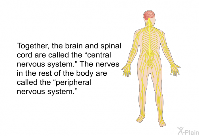 Together, the brain and spinal cord are called the “central nervous system.” The nerves in the rest of the body are called the “peripheral nervous system.”