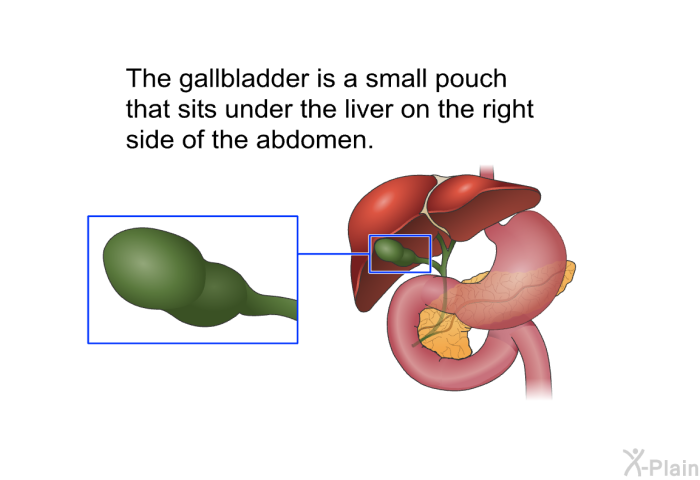 The gallbladder is a small pouch that sits under the liver on the right side of the abdomen.