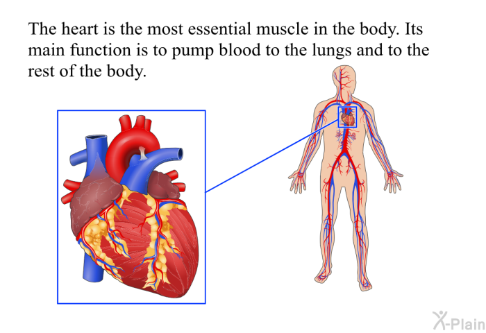 The heart is the most essential muscle in the body. Its main function is to pump blood to the lungs and to the rest of the body.