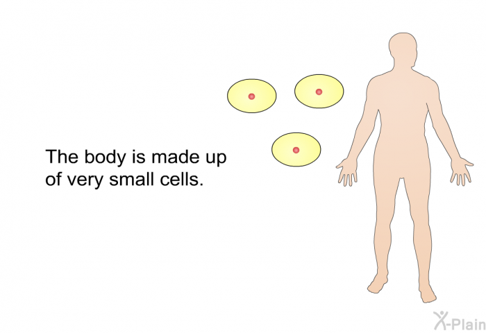 The body is made up of very small cells.