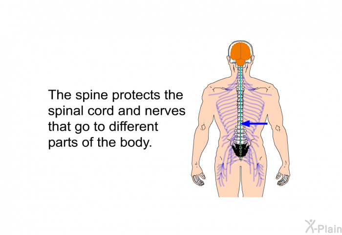 The spine protects the spinal cord and nerves that go to different parts of the body.