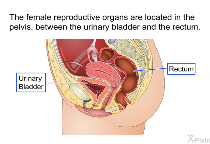 The female reproductive organs are located in the pelvis, between the urinary bladder and the rectum.