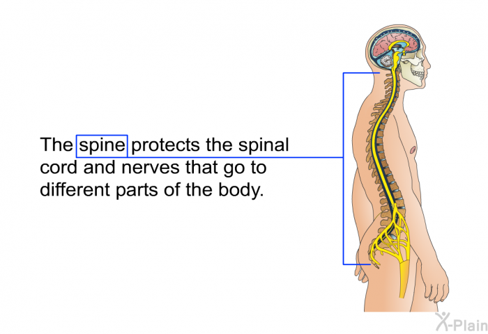 The spine protects the spinal cord and nerves that go to different parts of the body.