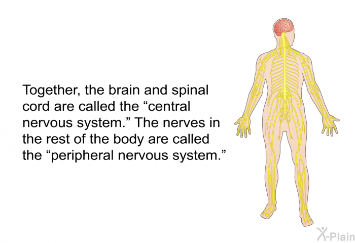 Together, the brain and spinal cord are called the “central nervous system.” The nerves in the rest of the body are called the “peripheral nervous system.”