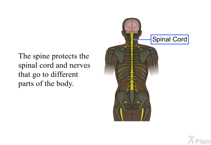 The spine protects the spinal cord and nerves that go to different parts of the body.