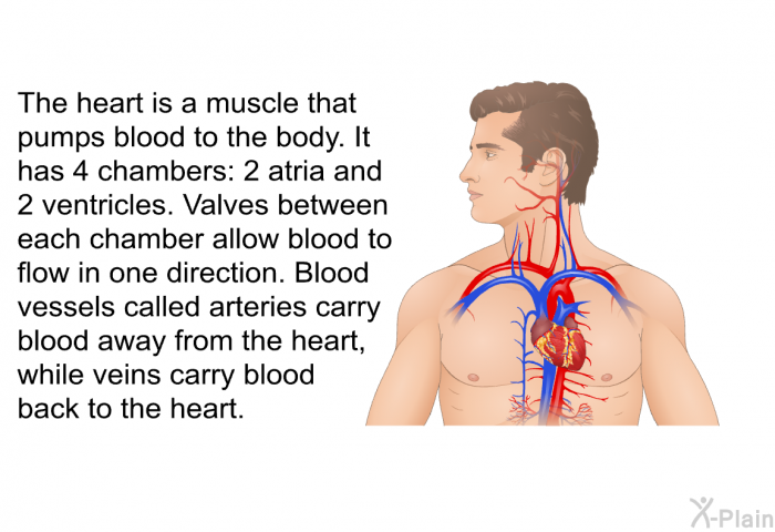 The heart is a muscle that pumps blood to the body. It has 4 chambers: 2 atria and 2 ventricles. Valves between each chamber allow blood to flow in one direction. Blood vessels called arteries carry blood away from the heart, while veins carry blood back to the heart.