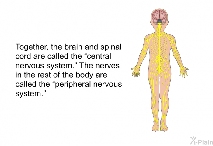 Together, the brain and spinal cord are called the “central nervous system.” The nerves in the rest of the body are called the “peripheral nervous system.”