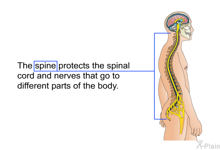 The spine protects the spinal cord and nerves that go to different parts of the body.