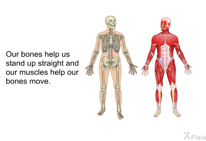 Our bones help us stand up straight and our muscles help our bones move.