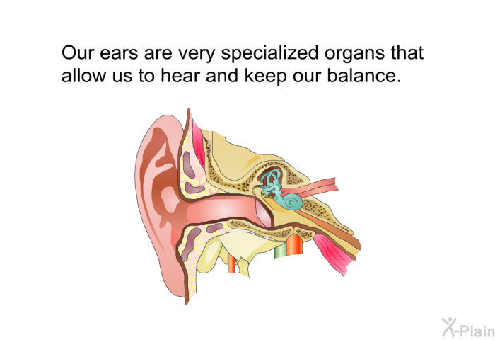 Our ears are very specialized organs that allow us to hear and keep our balance.