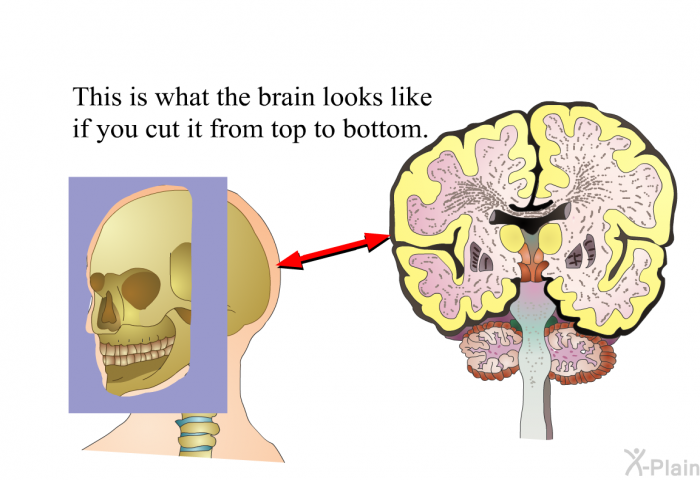 This is what the brain looks like if you cut it from top to bottom.