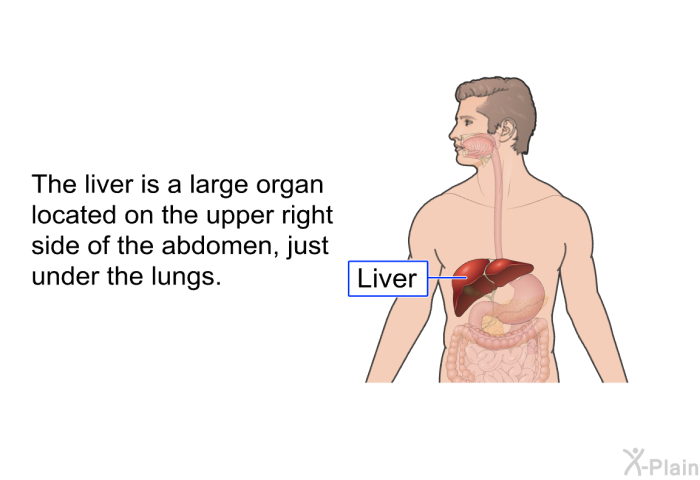 The liver is a large organ located on the upper right side of the abdomen, just under the lungs.