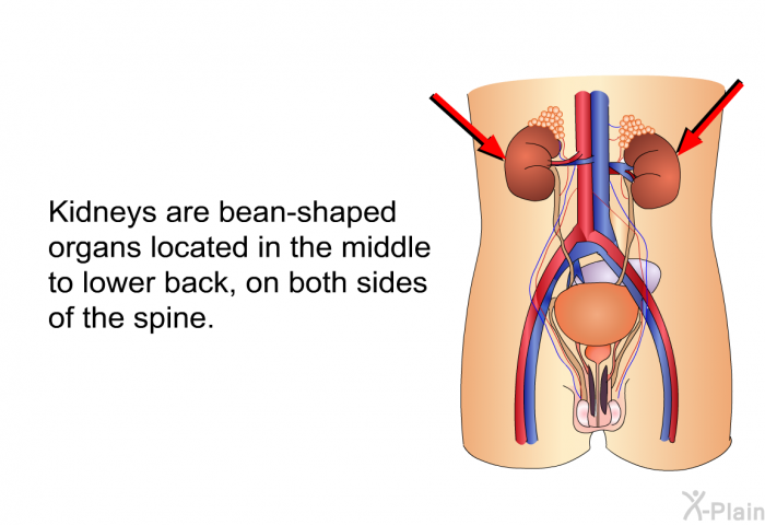 Kidneys are bean-shaped organs located in the middle to lower back, on both sides of the spine.