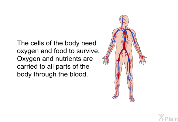 The cells of the body need oxygen and food to survive. Oxygen and nutrients are carried to all parts of the body through the blood.