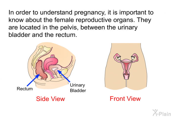 In order to understand pregnancy, it is important to know about the female reproductive organs. They are located in the pelvis, between the urinary bladder and the rectum.