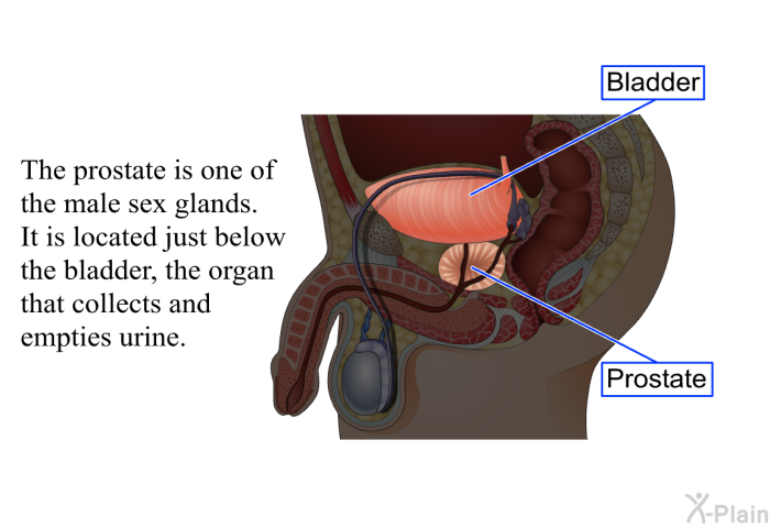 The prostate is one of the male sex glands. It is located just below the bladder, the organ that collects and empties urine.