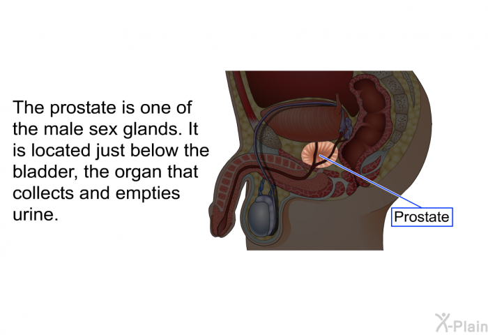 The prostate is one of the male sex glands. It is located just below the bladder, the organ that collects and empties urine.