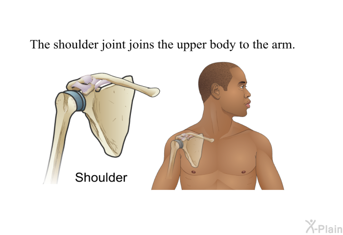 The shoulder joint joins the upper body to the arm.