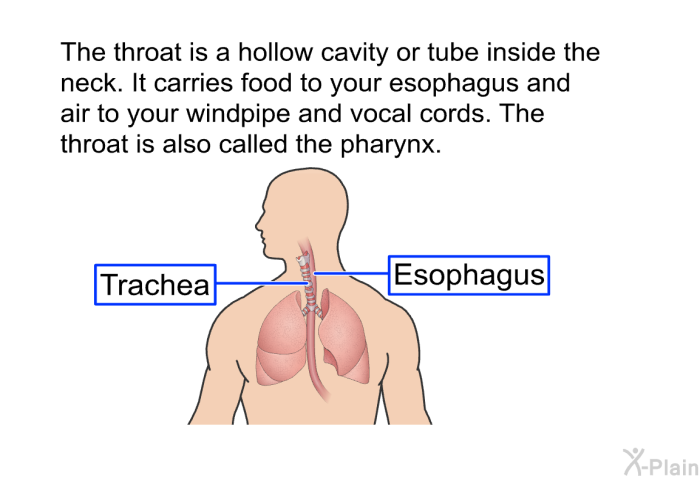 The throat is a hollow cavity or tube inside the neck. It carries food to your esophagus and air to your windpipe and vocal cords. The throat is also called the pharynx.