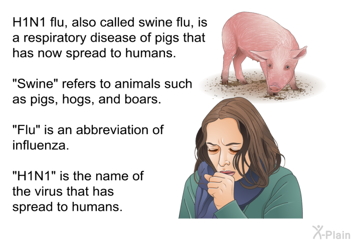 H1N1 flu, also called swine flu, is a respiratory disease of pigs that has now spread to humans. “Swine” refers to animals such as pigs, hogs, and boars. “Flu” is an abbreviation of influenza. “H1N1” is the name of the virus that has spread to humans.