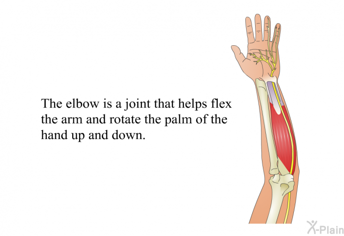 The elbow is a joint that helps flex the arm and rotate the palm of the hand up and down.