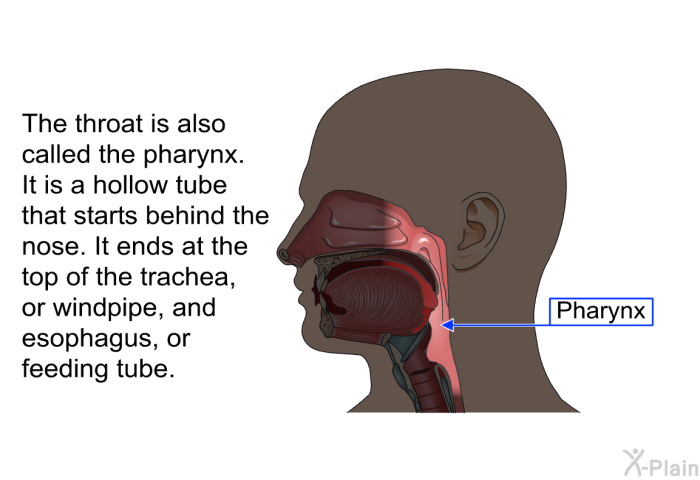 The throat is also called the pharynx. It is a hollow tube that starts behind the nose. It ends at the top of the trachea, or windpipe, and esophagus, or feeding tube.