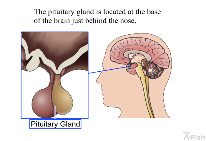 The pituitary gland is located at the base of the brain just behind the nose.