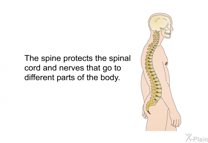 The spine protects the spinal cord and nerves that go to different parts of the body.