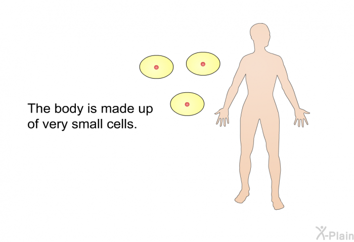 The body is made up of very small cells.