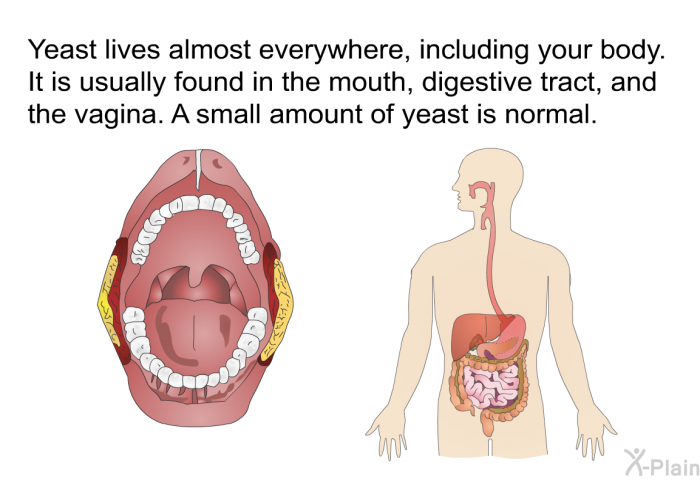 Yeast lives almost everywhere, including your body. It is usually found in the mouth, digestive tract, and the vagina. A small amount of yeast is normal.