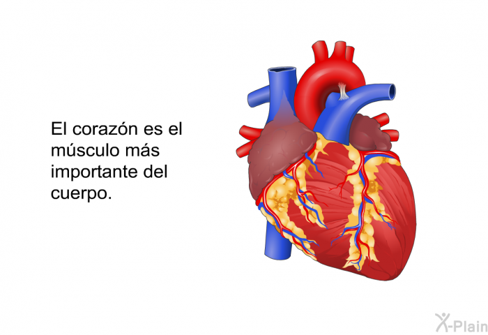 El corazn es el msculo ms importante del cuerpo.