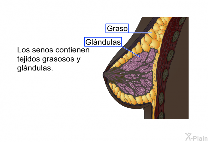 Los senos contienen tejidos grasosos y glndulas.