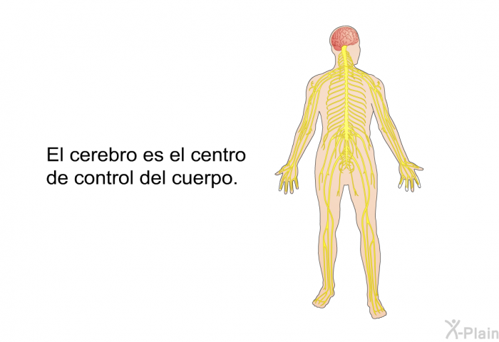 El cerebro es el centro de control del cuerpo.