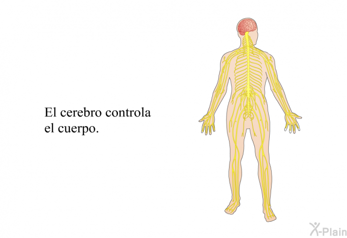 El cerebro controla el cuerpo.