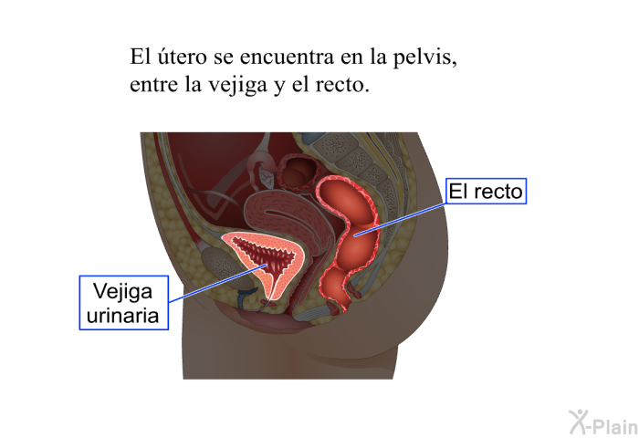 El tero se encuentra en la pelvis, entre la vejiga y el recto.