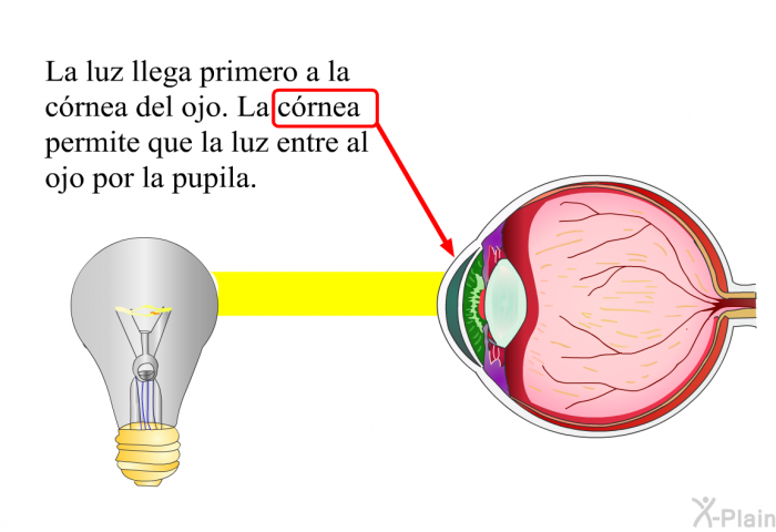 La luz llega primero a la crnea del ojo. La crnea permite que la luz entre al ojo por la pupila.