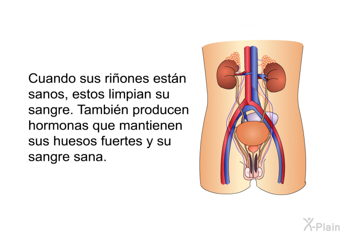 Cuando sus riones estn sanos, estos limpian su sangre. Tambin producen hormonas que mantienen sus huesos fuertes y su sangre sana.