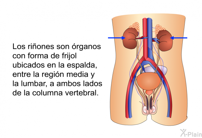 Los riones son rganos con forma de frijol ubicados en la espalda, entre la regin media y la lumbar, a ambos lados de la columna vertebral.