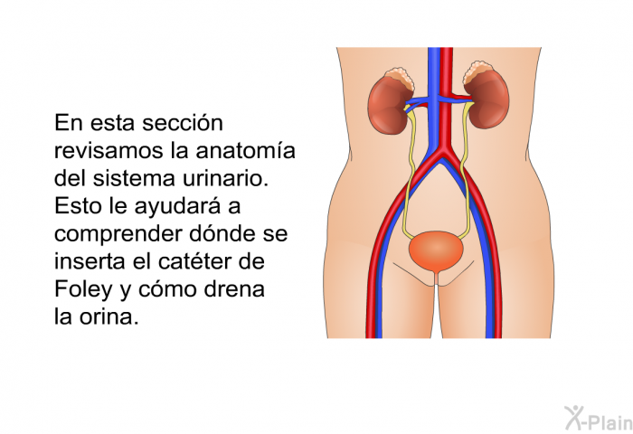 En esta seccin revisamos la anatoma del sistema urinario. Esto le ayudar a comprender dnde se inserta el catter de Foley y cmo drena la orina.