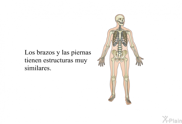 Los brazos y las piernas tienen estructuras muy similares.