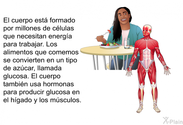 El cuerpo est formado por millones de clulas que necesitan energa para trabajar. Los alimentos que comemos se convierten en un tipo de azcar, llamada glucosa. El cuerpo tambin usa hormonas para producir glucosa en el hgado y los msculos.